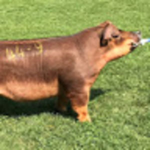 Meet your Posher, Marek